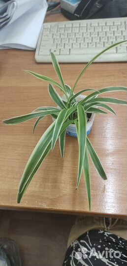 Хлорофитум