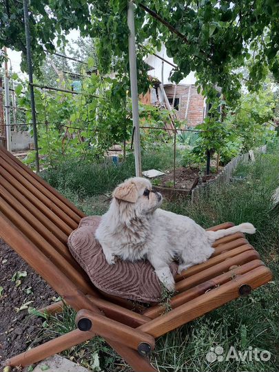 Пекинес в добрые руки