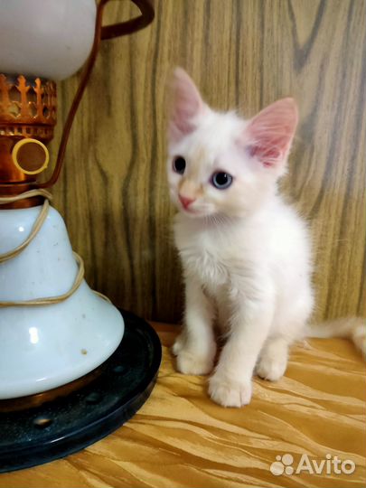 Котенок в добрые руки
