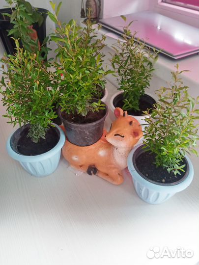 Гранат мини сорт нана