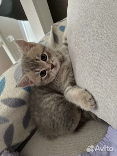 Шотланский котенок