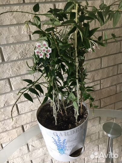 Хойя Белла прекрасная