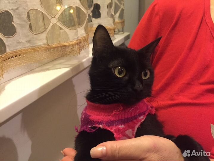 Кошечка ходит на унитаз - стерилизована