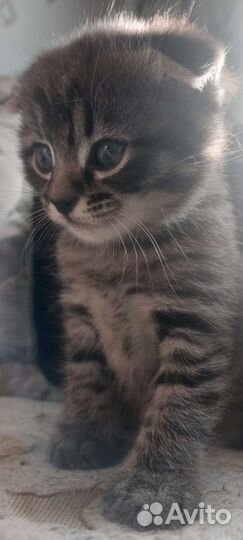 Шотландская вислоухая