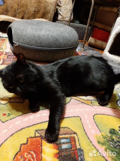 Котик в добрые руки