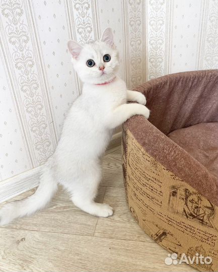 Серебристая шиншилла ns11