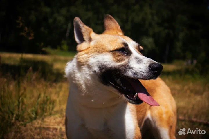 Спасите Плюшку из приюта