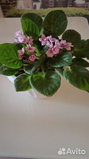 Фиалка в горшках