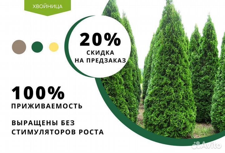 Туя Смарагд,Брабант,Колумна