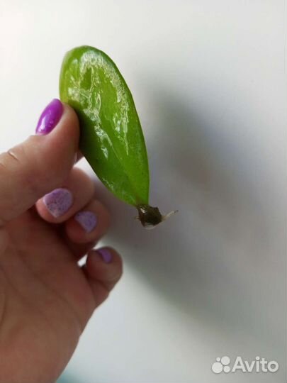 Замиокулькас