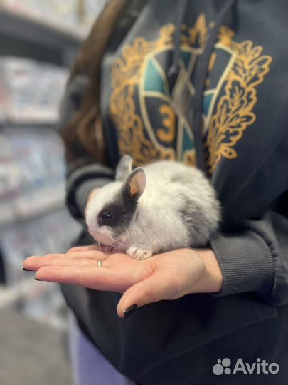 Кролик карликовый минор