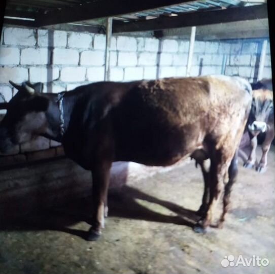 Коровы и телята