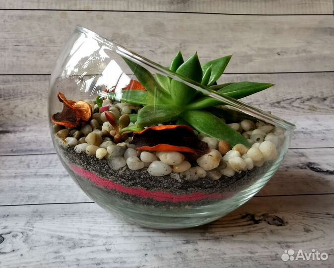 Мини флорариум с эхеверией