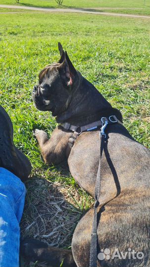 Французский бульдог вязка