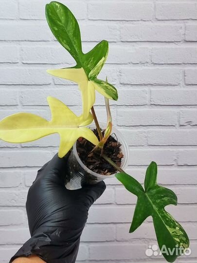 Филодендрон