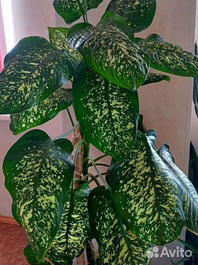 Диффенбахия