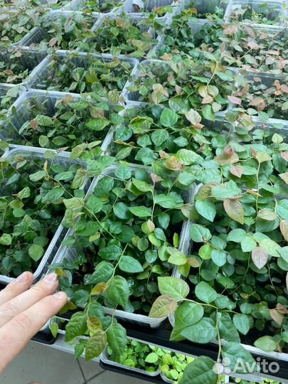 Голубика 4-6 месяцев