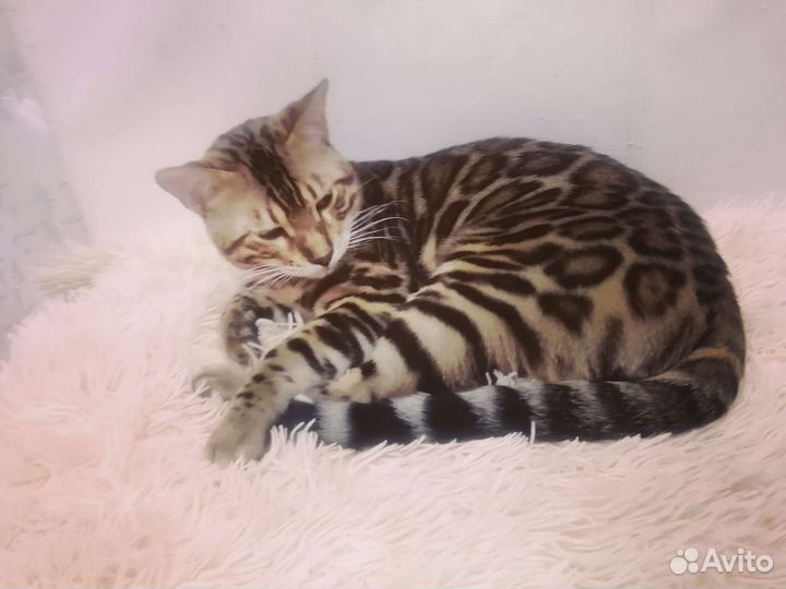 Бенгальский кот вязка
