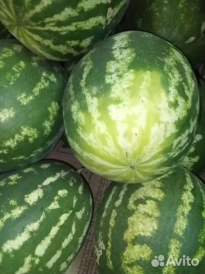 Помидоры сливка с доставкой