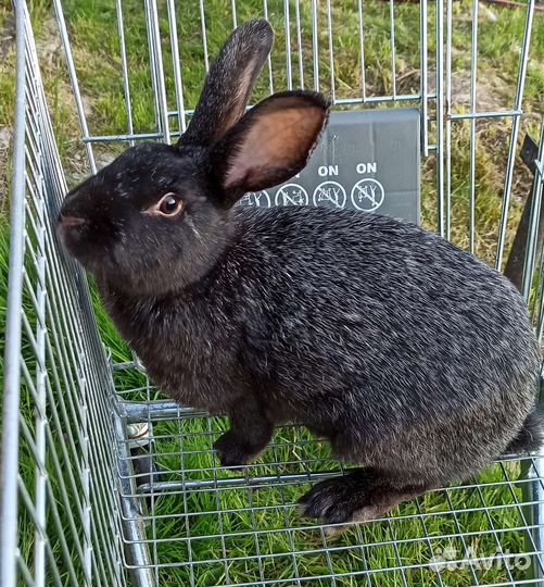 Кролик Серебристый (Полтавское серебро)