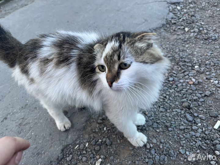 Кошка вислоухая