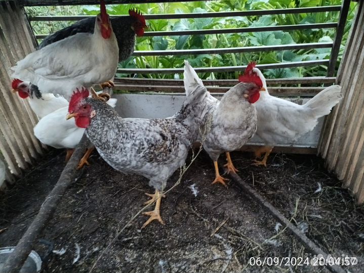Петухи 6 месяцев
