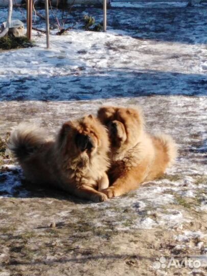 Чау-чау девочка