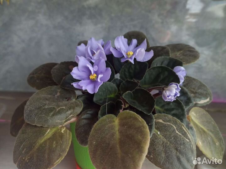 Комнатные цветы