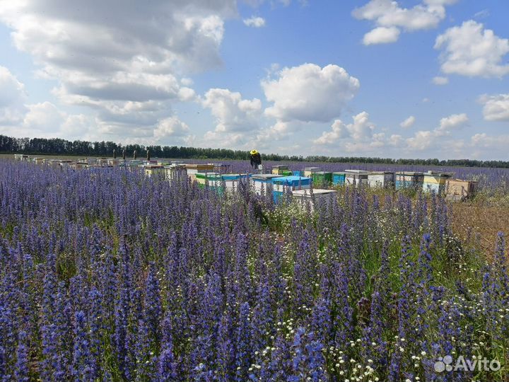 Мед оптом и в розницу 2023, прополис