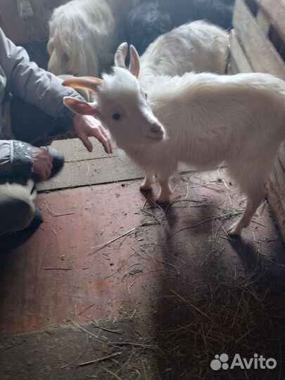 Козлик 3 мес ест всё