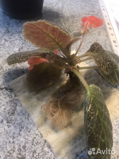 Цветы-эписция, пальма панданус