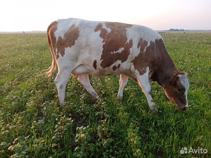 Коровы и телка