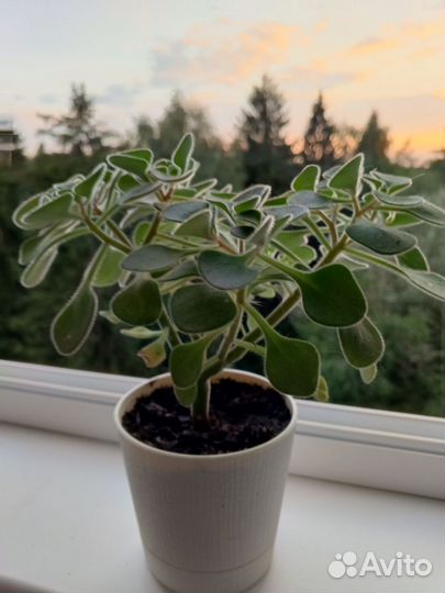 Аихризон рыхлый. Комнатное растение