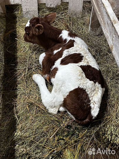 Телята бычки на мясо