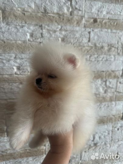 Померанский шпиц