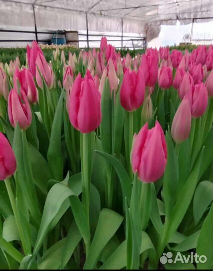 Тюльпаны к 8 марта букеты розница для жен