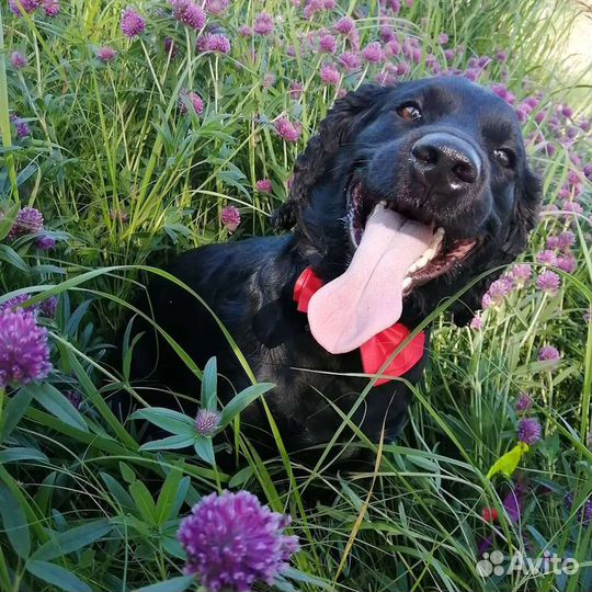 Мальчик для вязки русский охотничий спаниель