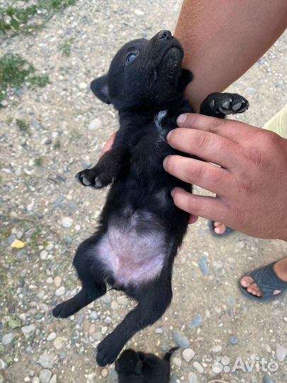 Мимишки от маленькой собачки в дар