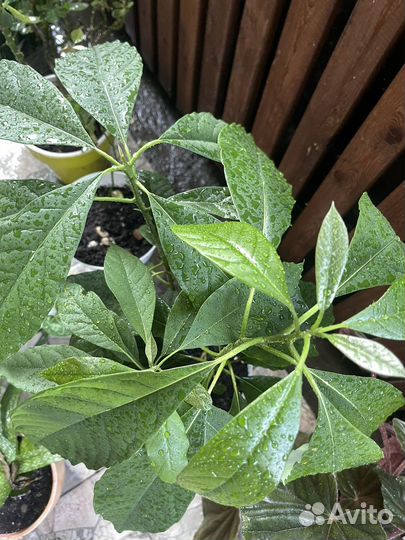 Авокадо растение