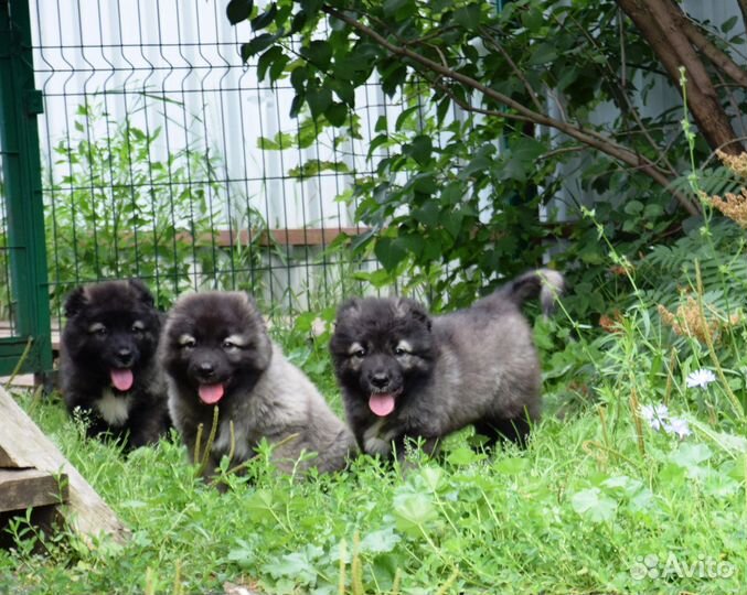 Щенки кавказской овчарки