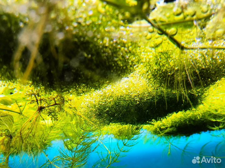 Излишки/прополка аквариумных растений