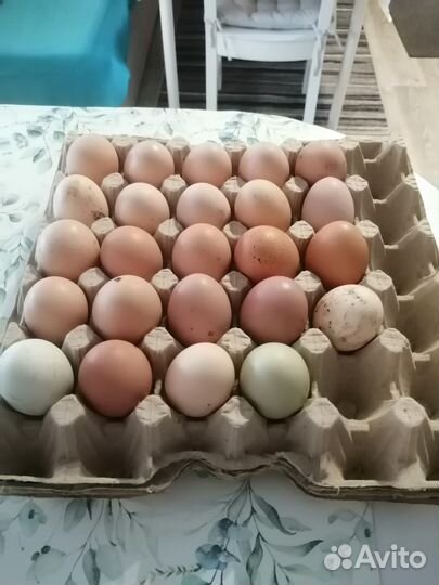 Инкубационное яйцо породистых кур