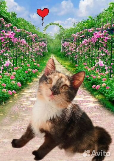 Ищем дом для котят