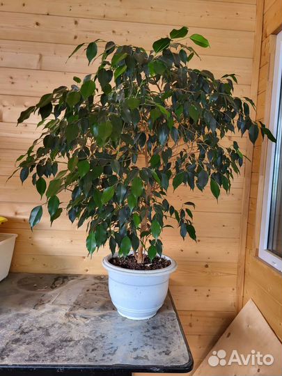 Фикус бенджамина