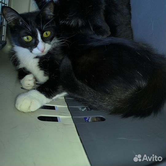 Отдадим в добрые руки очаровательную девочку (коте