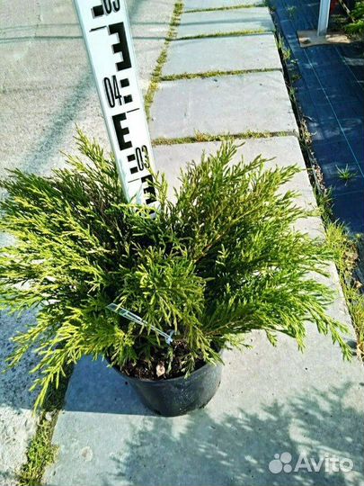 Можжевельник Andorra Compacta/С10