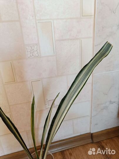 Сансевиерия Bantel's Sensation