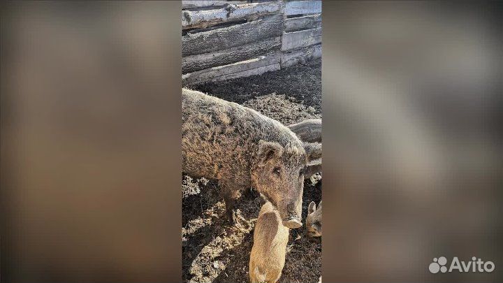 Поросята венгерской мангалици и кабана