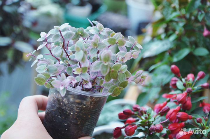 Коллизия розовая пантера