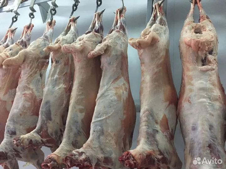 Баранина свежее мясо